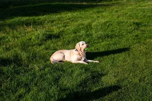 A Golden Retriever lies on a sunlit grassy lawn on a bright day, enjoying playtime. jigsaw puzzle