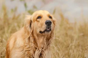 Close-up of a Golden Retriever sitting outdoors in a field of tall grass. jigsaw puzzle