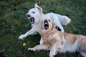 Two playful golden retrievers interacting on a grassy lawn during an autumn day in Oslo. jigsaw puzzle