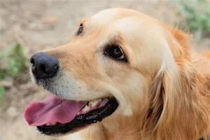 Close-up of a happy golden retriever panting outdoors on a warm day. jigsaw puzzle