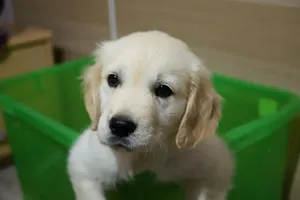 Cute golden retriever puppy sitting in a green basket indoors. jigsaw puzzle