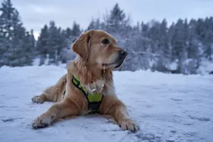 Golden retriever dog resting on a snowy field in Krøderen, Norway, amidst a winter wonderland. jigsaw puzzle