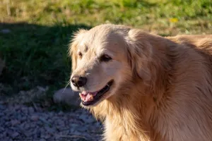 Close-up of a golden retriever enjoying the outdoors with a happy expression. jigsaw puzzle
