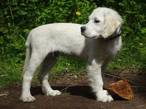 A cute Golden Retriever puppy stands in a lush green outdoor setting. jigsaw puzzle