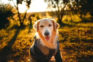 Golden Retriever in jacket with mouth opened sitting on grassy meadow near trees in nature in sunny day while looking at camera jigsaw puzzle