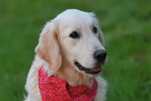 Adorable Golden Retriever puppy with red bandana sitting on grass. Perfect pet portrait. jigsaw puzzle