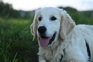 Adorable Golden Retriever puppy relaxing on green grass during a day outdoors. jigsaw puzzle