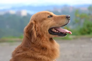 Adorable golden retriever enjoying a sunny day outdoors with its tongue out. jigsaw puzzle