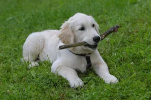 Adorable Golden Retriever puppy chewing on a stick in a grassy field outdoors. jigsaw puzzle