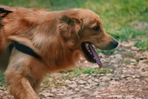 Close-up of a golden retriever panting while walking in the park on a sunny day. jigsaw puzzle
