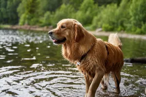 Wet golden retriever exploring the riverbank on a bright day in nature. jigsaw puzzle