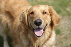 Close-up of a cheerful Golden Retriever outdoors in natural light, showcasing joy and playfulness. jigsaw puzzle