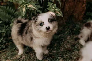Cute fluffy puppy with blue eyes standing in lush outdoor garden setting. jigsaw puzzle