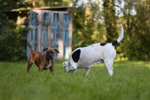 Two dogs playing joyfully in a lush green grass field on a sunny day. jigsaw puzzle