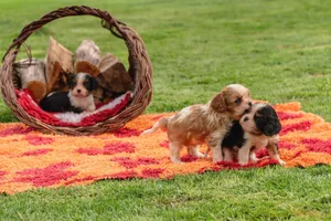Three cute puppies play on a colorful rug outdoors, with a basket of firewood in the background. jigsaw puzzle