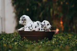Charming Dalmatian puppies sitting in a rustic basket surrounded by lush green grass outdoors. jigsaw puzzle