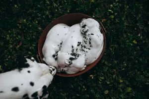 Three cute Dalmatian puppies snuggled together in a basket on green grass. jigsaw puzzle