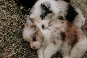 Adorable fluffy puppies sleeping peacefully on grass, showing warmth and companionship. jigsaw puzzle