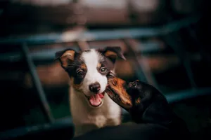 Two playful dogs interacting outdoors, showcasing joyful expressions and canine friendship. jigsaw puzzle
