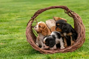 Three cute Cavalier King Charles Spaniel puppies sitting in a wicker basket on a sunny day. jigsaw puzzle