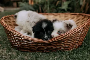 Charming photo of fluffy puppies cuddled in a wicker basket on grass, perfect for pet lovers. jigsaw puzzle