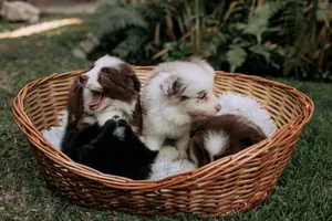 Charming photo of playful Border Collie puppies in a wicker basket outdoors. jigsaw puzzle