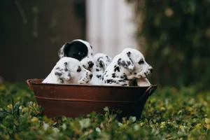 A group of cute Dalmatian puppies sitting in a rustic basket surrounded by greenery. jigsaw puzzle