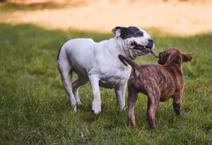 Two playful dogs wrestling over a stick on a grassy field. Candid outdoor moment. jigsaw puzzle