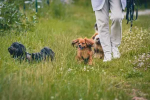 Person walking dogs through lush, grassy park on a vibrant day. jigsaw puzzle
