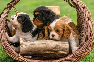 Three Cavalier King Charles Spaniel puppies nestled in a wicker basket outdoors, showcasing their cute and playful nature. jigsaw puzzle