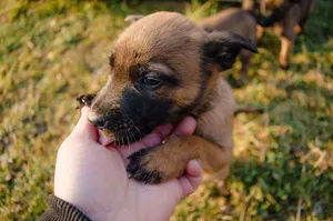 Cute brown puppy being gently held by a human hand in a grassy outdoor setting. jigsaw puzzle
