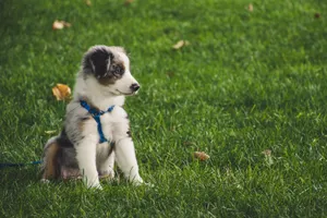Cute Australian Shepherd puppy with leash sitting on green grass outdoors. jigsaw puzzle