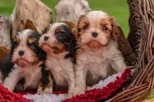 Three cute Cavalier King Charles Spaniel puppies sitting in a wicker basket outdoors, showcasing their fluffy fur and curious expressions. jigsaw puzzle