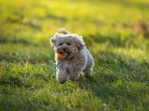 Cavapoo dog joyfully playing with ball in a green field on a sunny day. jigsaw puzzle