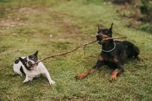 Doberman and French Bulldog playing tug of war with a stick on grass. jigsaw puzzle