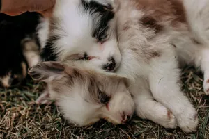 Two fluffy puppies peacefully sleeping on grass, showcasing innocence and warmth. jigsaw puzzle