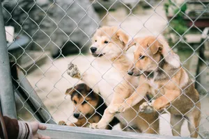 Three cute puppies eagerly behind a chain-link fence, seeking attention and love. jigsaw puzzle