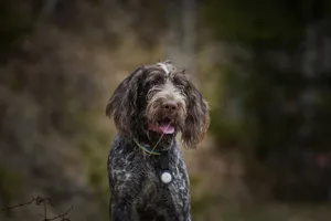 Brown wirehaired dog outdoors with blurred background. jigsaw puzzle