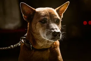 Close-up of a brown dog with a leash, illuminated at night, showcasing its alert expression. jigsaw puzzle
