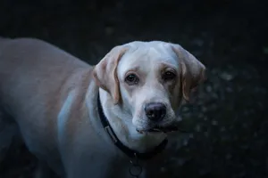 A golden Labrador Retriever gazes attentively outdoors in Kerala, India. jigsaw puzzle