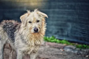 Close-up portrait of a fluffy dog with a rustic background, showcasing its natural charm. jigsaw puzzle