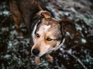 A close-up view of a dog with intense blue eyes standing outdoors, capturing its fur texture and expression. jigsaw puzzle