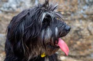 Close-up of a shaggy dog with its tongue out against a natural background. jigsaw puzzle