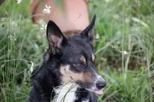 Charming Border Collie in a lush garden, showcasing its keen expression and natural beauty. jigsaw puzzle