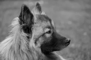Close-up black and white portrait of a Wolfspitz dog outdoors, highlighting its regal profile and fur texture. jigsaw puzzle