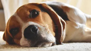 Relaxed beagle dog lying indoors, showcasing adorable expression and fur detail. jigsaw puzzle
