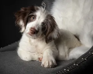 Cute brown and white puppy resting comfortably on a grey upholstered chair. jigsaw puzzle