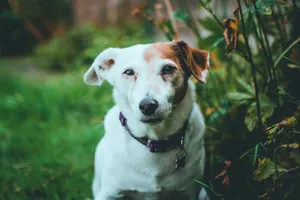 Cute Jack Russell Terrier sitting in a green outdoor garden, captured in a natural setting. jigsaw puzzle
