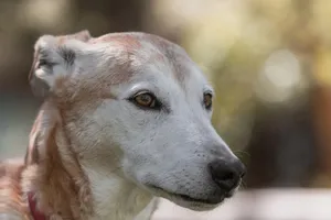 Close-up of a dog's face with a soft, natural background in Bibra Lake, Australia. jigsaw puzzle