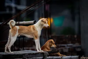 Two street dogs perched on a rooftop in Kolkata, attentively observing their surroundings. jigsaw puzzle